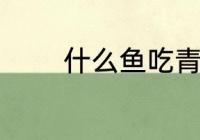什么鱼吃青苔 哪些鱼吃青苔