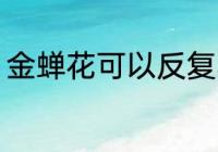金蝉花可以反复熬煮吗 金蝉花如何喝