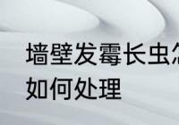 墙壁发霉长虫怎么处理 墙壁发霉长虫如何处理