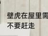 壁虎在屋里需要赶走吗 壁虎在屋里要不要赶走