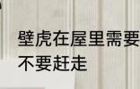 壁虎在屋里需要赶走吗 壁虎在屋里要不要赶走