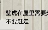 壁虎在屋里需要赶走吗 壁虎在屋里要不要赶走