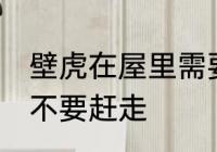 壁虎在屋里需要赶走吗 壁虎在屋里要不要赶走