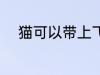 猫可以带上飞机吗 猫能上飞机吗