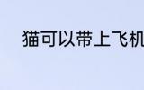 猫可以带上飞机吗 猫能上飞机吗