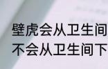 壁虎会从卫生间下水道上来吗 壁虎会不会从卫生间下水道上来