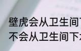 壁虎会从卫生间下水道上来吗 壁虎会不会从卫生间下水道上来